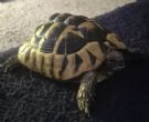 Hermanns : Female approx 6 years old (Olivia)